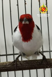 PM Ambiental resgata 12 aves silvestres mantidas ilegalmente em Sobradinho II
