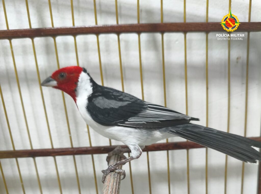 Fiscalização ambiental apreende nove aves silvestres mantidas em cativeiro no Recanto das Emas