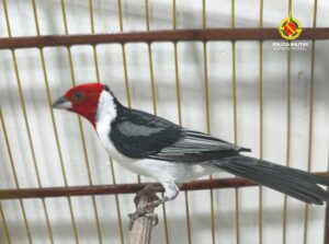 Fiscalização ambiental apreende nove aves silvestres mantidas em cativeiro no Recanto das Emas