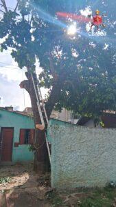 Homem morre após sofrer descarga elétrica durante poda de árvore em São Sebastião