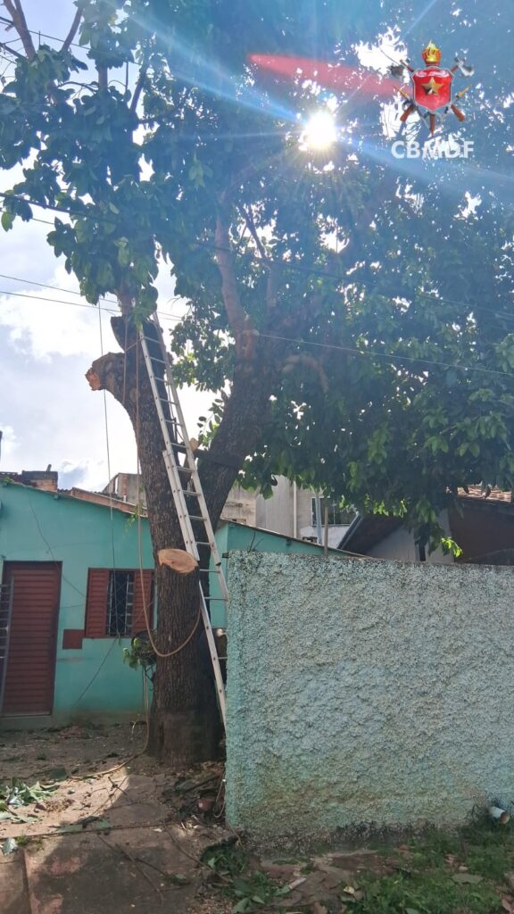 Homem morre após sofrer descarga elétrica durante poda de árvore em São Sebastião