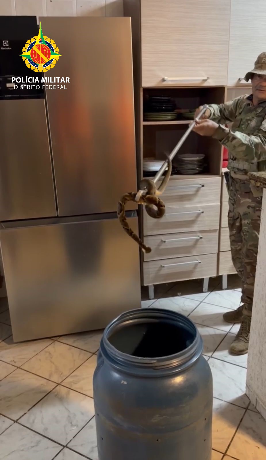 Jararaca é capturada dentro de casa em Sobradinho II