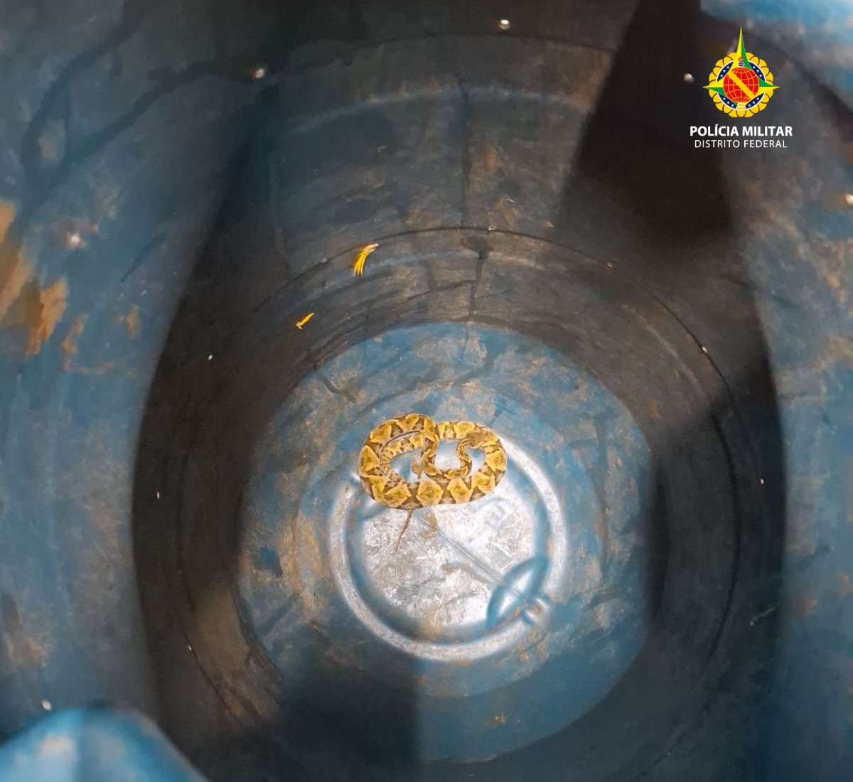 PM Ambiental resgata jararaca dentro de casa em condomínio de Sobradinho II