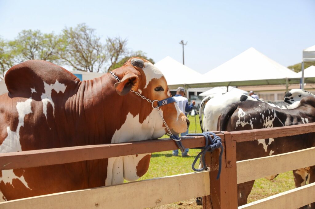 Manutenção no Siagro-DF deixa sistema indisponível de sábado a 2 de março