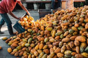 Governo brasileiro suspende importação de cacau da Costa do Marfim por risco fitossanitário