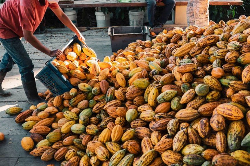 Governo brasileiro suspende importação de cacau da Costa do Marfim por risco fitossanitário