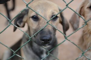 Projeto proíbe aluguel a inquilinos que abandonam pets