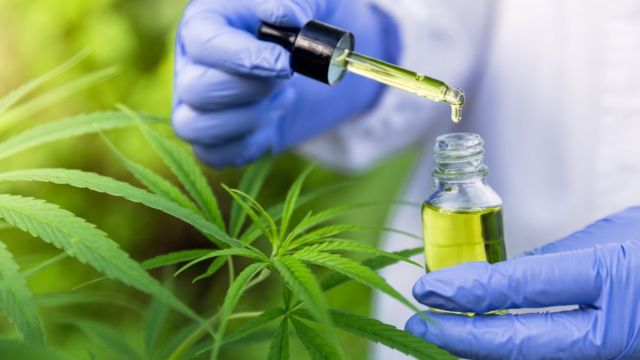 Projeto propõe criação de identidade para pacientes de cannabis medicinal