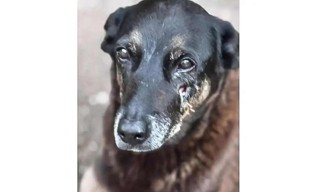 Adolescente que teve imagem divulgada como suspeito em caso de cão Orelha passa a ser testemunha