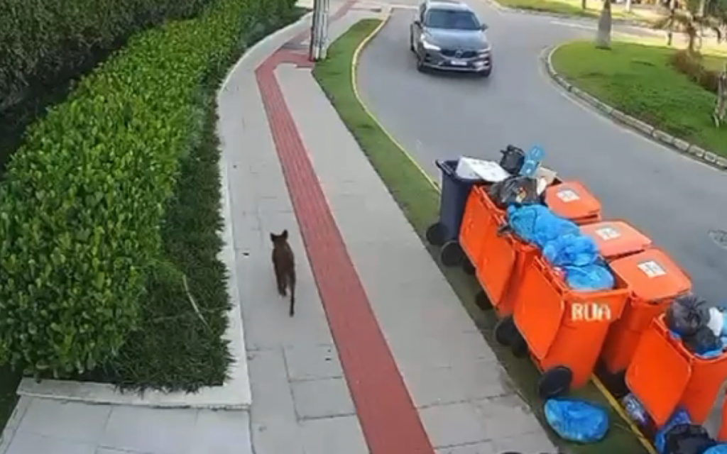 Defesa mostra vídeo do cão Orelha vivo após ataque