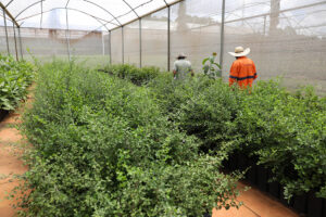 DF ultrapassa 218 mil árvores plantadas desde 2019 e planeja expansão até 2027