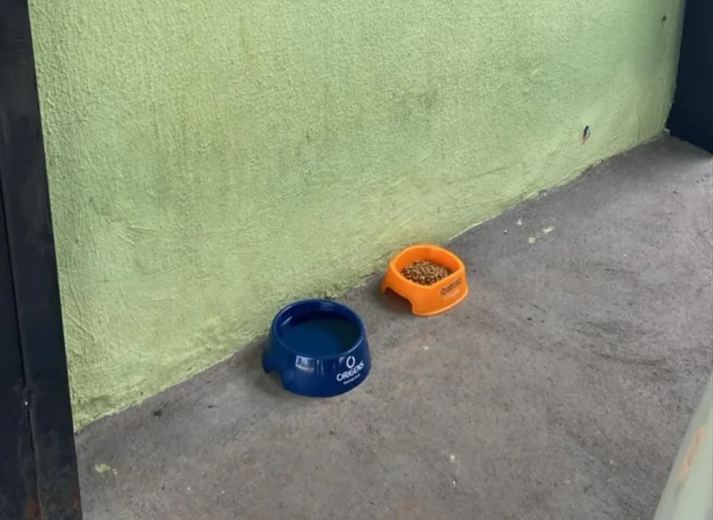 Comerciantes denunciam furto de potes de água e ração para animais de rua em Goiânia