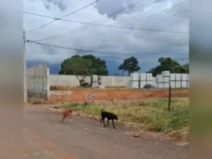 Menina de 5 anos fica ferida em ataque de cães em Jaraguá
