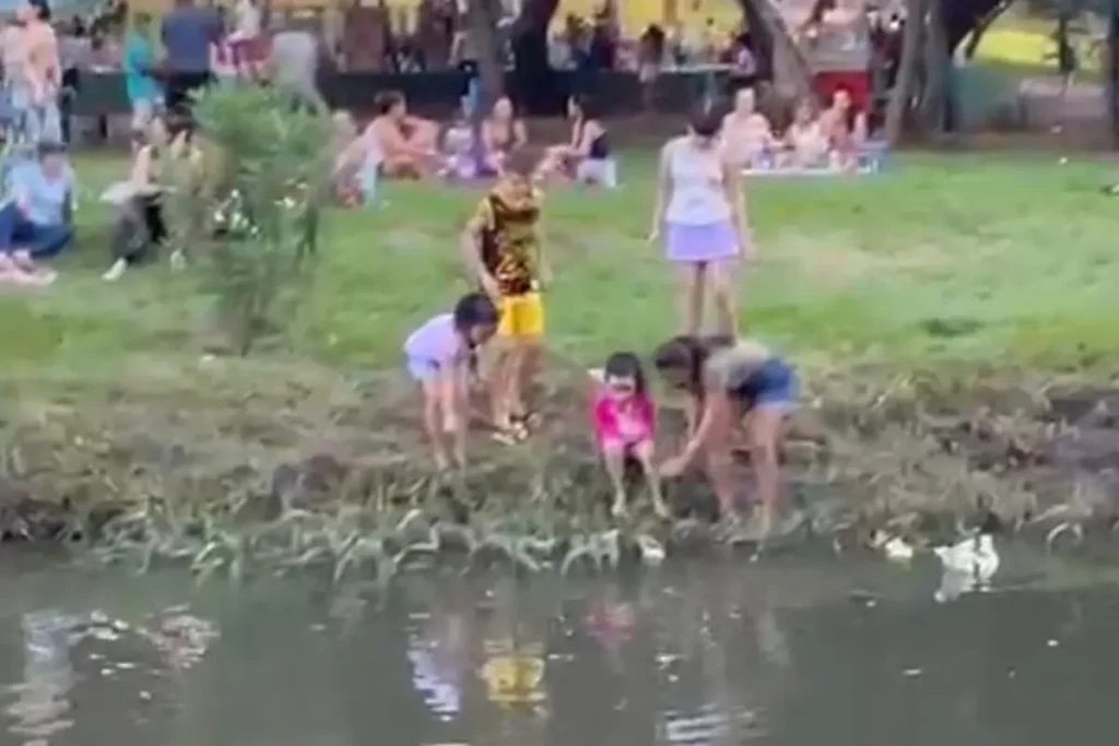 Filhotes de pato viram atração entre crianças em parque de Goiânia; entenda os riscos