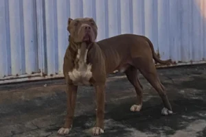 Moradores denunciam ataques de pitbull a cães e gatos no Solar Ville, em Goiânia