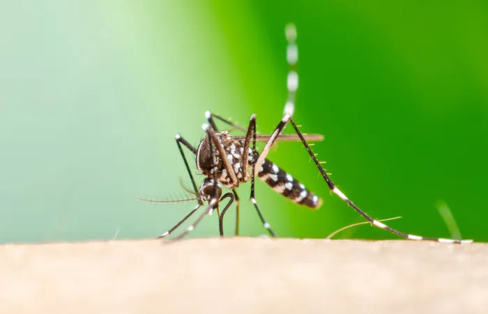 Aumento das temperaturas eleva risco de Chikungunya na Europa