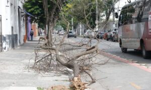 Chuva forte provoca desabamentos e quedas de árvores em SP