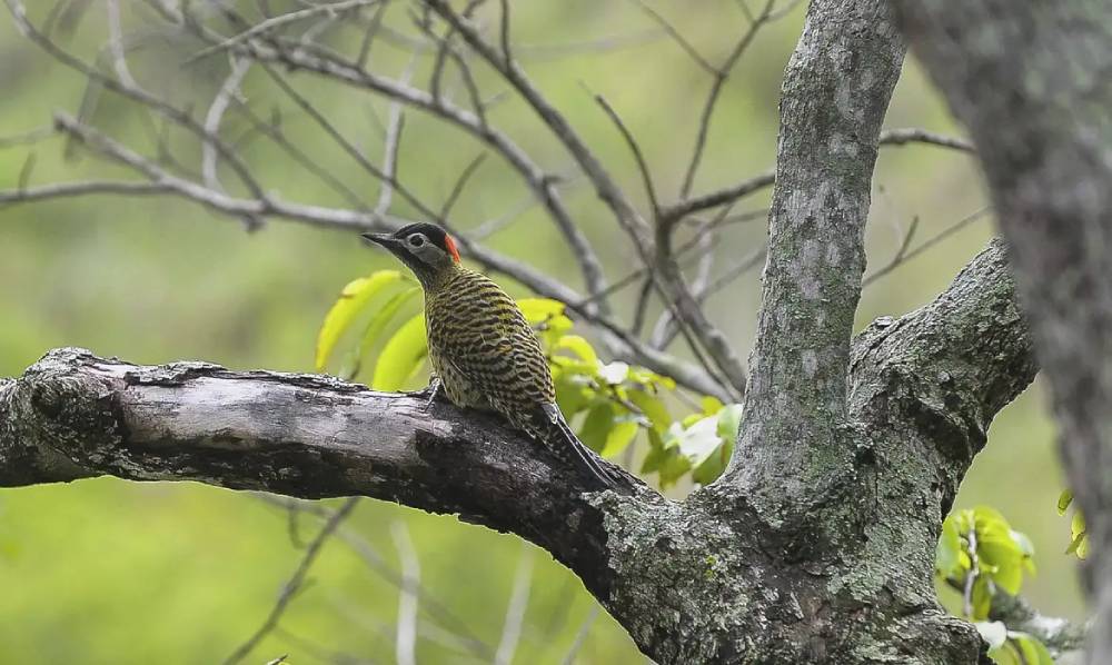 Inscrições para eventos da COP15 no Espaço Brasil prorrogadas até 18 de fevereiro