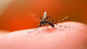 Dengue: números de 2026 trazem boa notícia para quem mora em Goiânia
