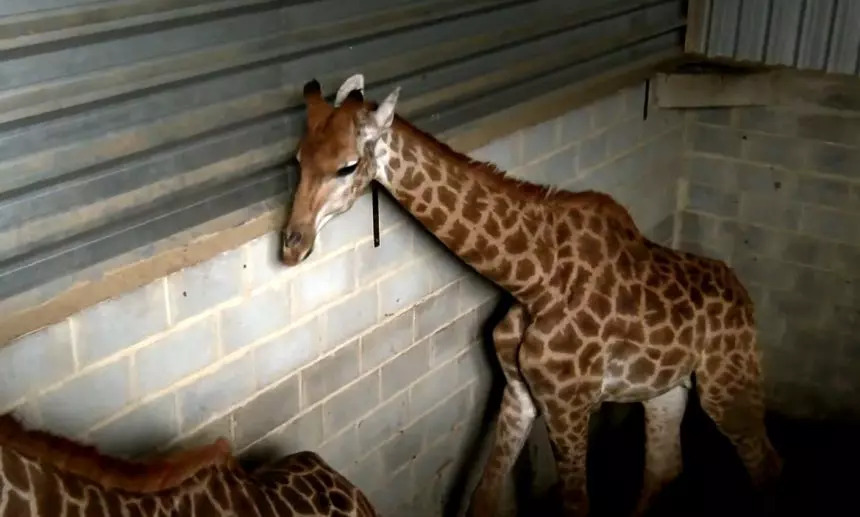 Justiça condena homens por importação ilegal de girafas no RJ