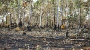 Justiça condena infrator a recuperar 268 ha desmatados na Amazônia