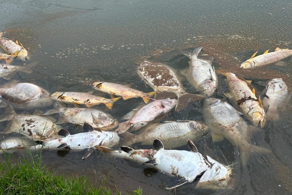 Fazendeiros perdem 5 toneladas de peixes após avião lançar produto em represa - destaque galeria