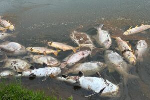 Fazendeiros perdem 5 toneladas de peixes após avião lançar produto em represa - destaque galeria