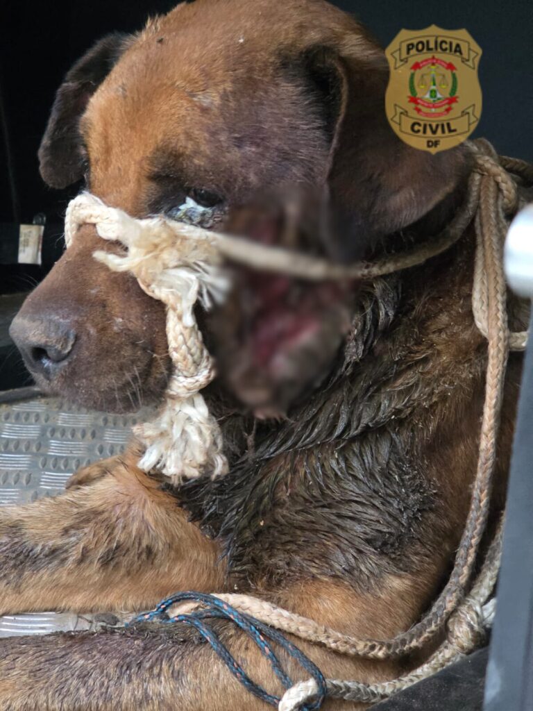 Cão é resgatado em estado crítico e responsável é presa por maus-tratos em Samambaia