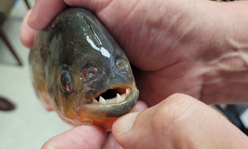 Ataque de piranhas na Argentina deixa 46 feridos; vítima teve dedo amputado