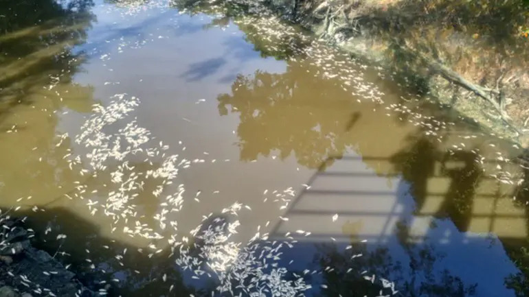 Peixes aparecem mortos em rio de SC e Defesa Civil investiga duas causas