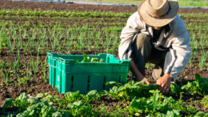 Pesquisa revela perfil da população rural do Distrito Federal