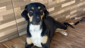 Shopping em Goiânia terá feira de adoção de cães e gatos