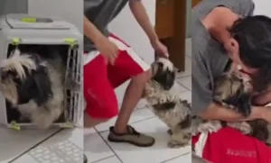 longe de casa, cachorrinha reconhece tutor em delegacia