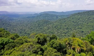 Neblina da amazônia carrega bactérias e fungos vivos, ajudando a espalhá-los pela floresta