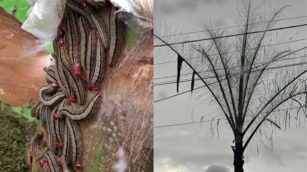 Colagem mostra lagartas e coqueiro plantado na região