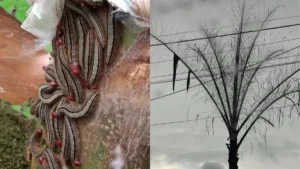 Colagem mostra lagartas e coqueiro plantado na região