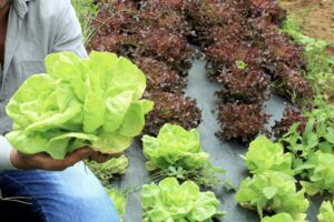 GDF reabre 100 vagas no projeto Mulheres no Campo