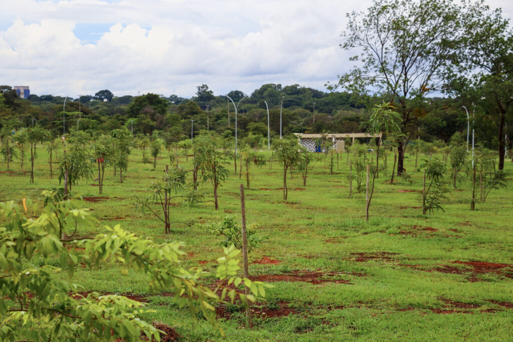 Espécies nativas do Cerrado florescem em replantio no Parque da Cidade