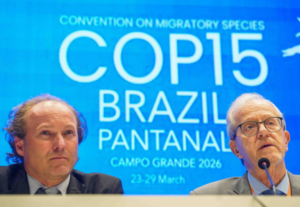 Brasil estabelece regras rigorosas para comércio de tubarão-azul