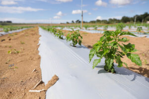Crédito rural de R$ 65 milhões impulsiona produção agrícola no DF