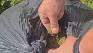 Garis encontram 30 kg de maconha em saco de lixo em Ceilândia