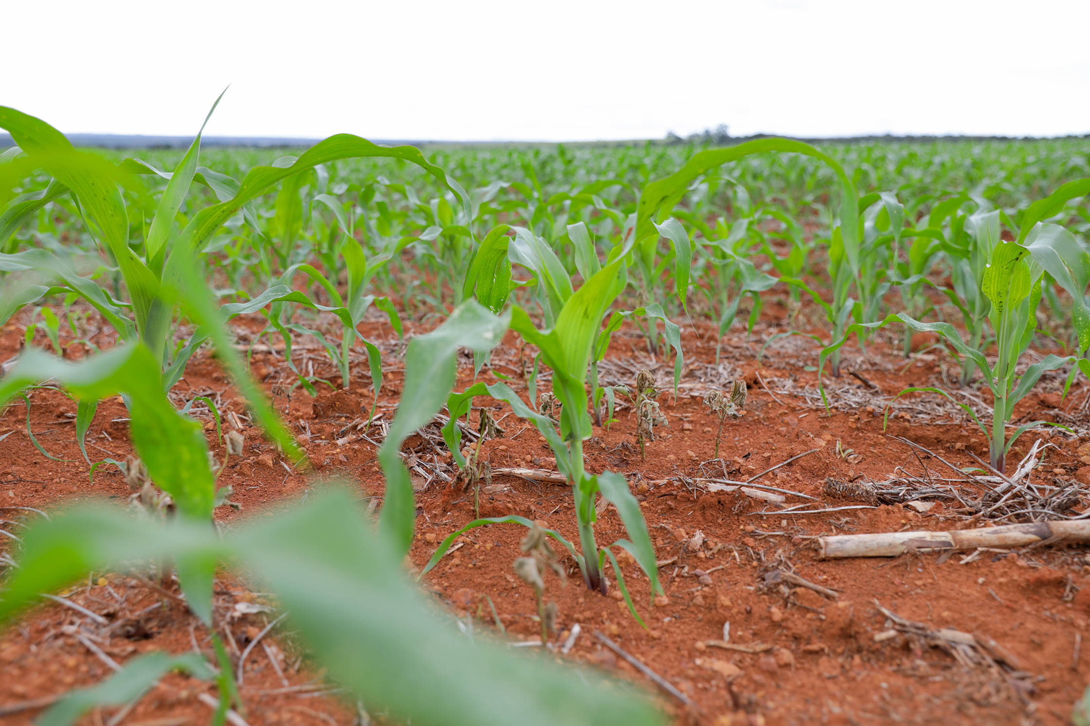 GDF investe R$ 65 milhões em crédito rural e transforma vidas de agricultores no DF