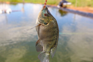 Brasil destaca avanços em aquicultura sustentável na FAO