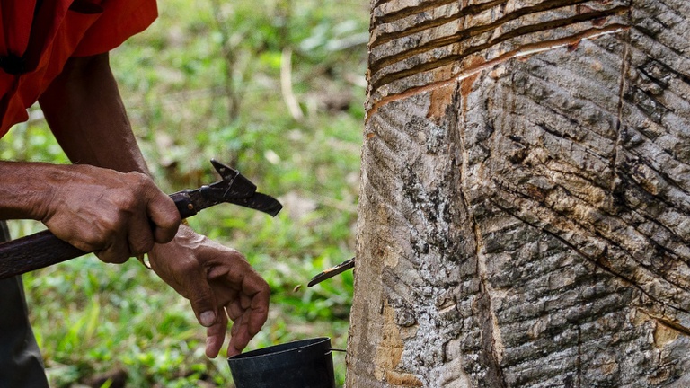 Acordo entre AGU e MPF mapeia áreas tradicionais na Resex Chico Mendes