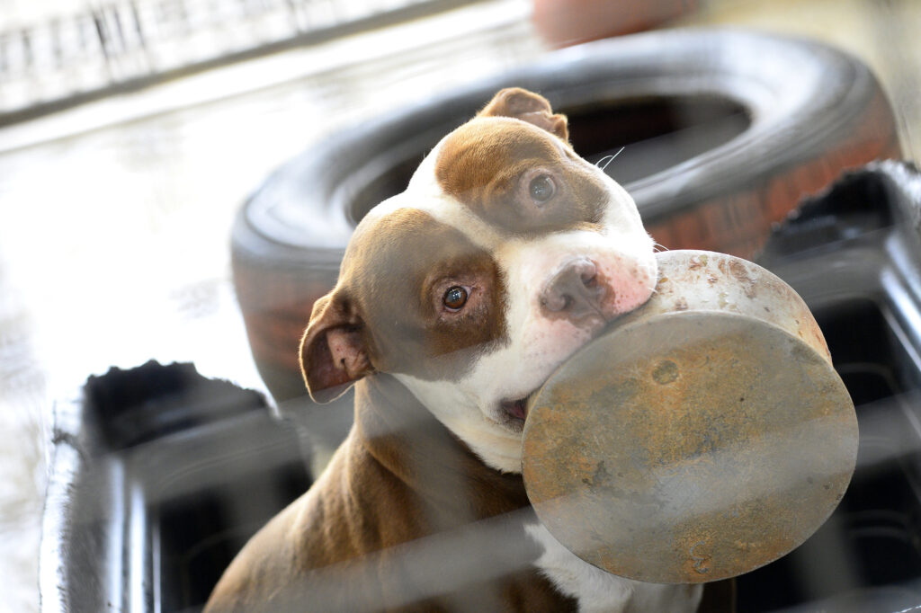 Cães resgatados pela Zoonoses aguardam adoção no DF