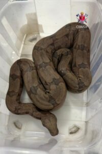 Bombeiros resgatam jibóia encontrada em piscina de residência no Paranoá