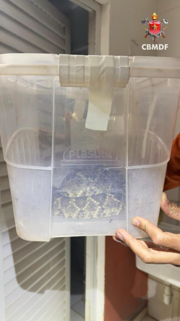 Bombeiros capturam cascavel em área pública de Brazlândia