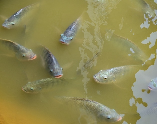 Relatório global alerta para extinção de 97% dos peixes migratórios de água doce