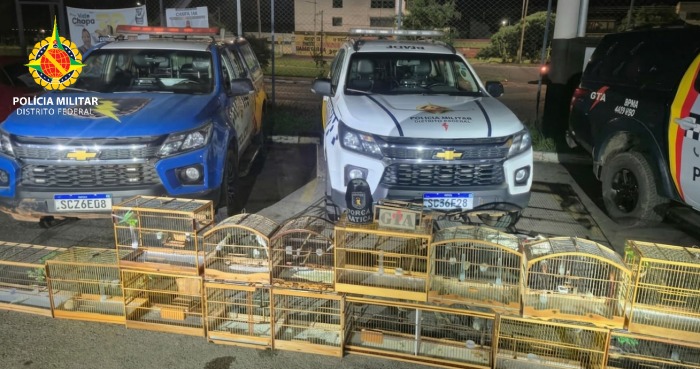 PMDF resgata aves silvestres e prende foragido durante operação em Água Quente