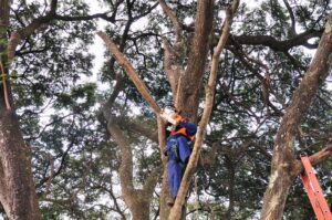 Novacap executa mais de 28 mil intervenções arbóreas no DF em dois meses